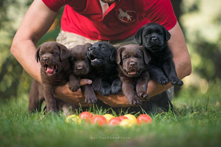 MyLabrador, passione e competenza per l’allevamento del Labrador Retriever