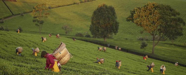 Lipton, un té tutto 'green'