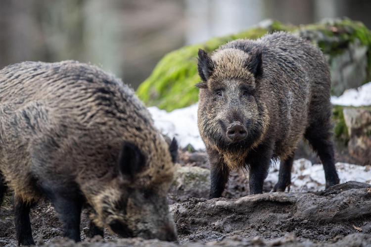 Calabria: è allarme fauna selvatica, nel 2023 boom danni per agricoltori, indennizzi a rilento