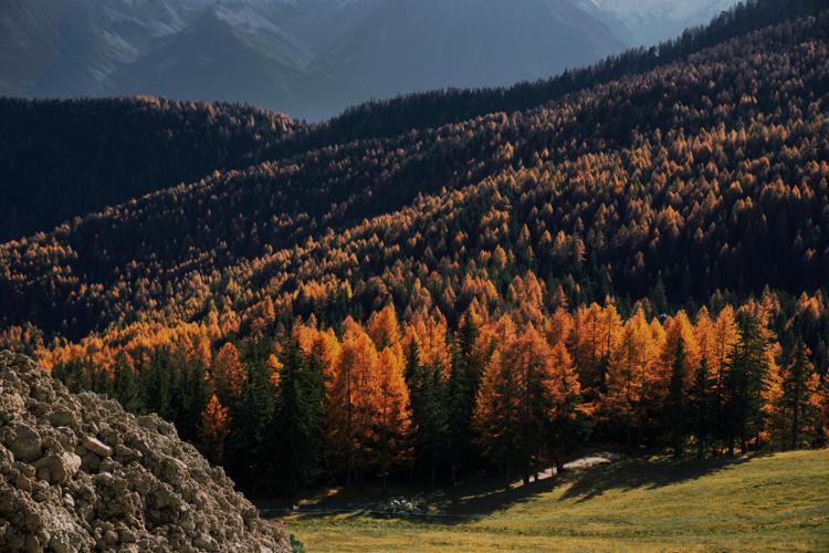 Stiamo perdendo le foreste ad alta quota