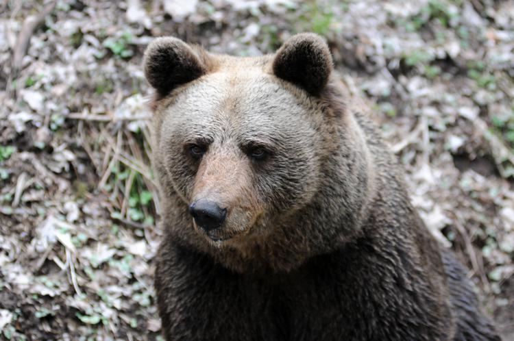 Orso MJ5, firmato il decreto di abbattimento