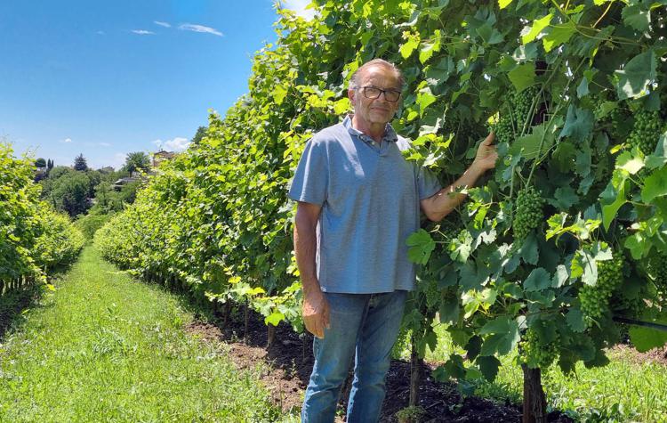 Prosecco, la vendemmia promette bene. De Stefani, Ai Rorè: «Sarà un’ottima annata»