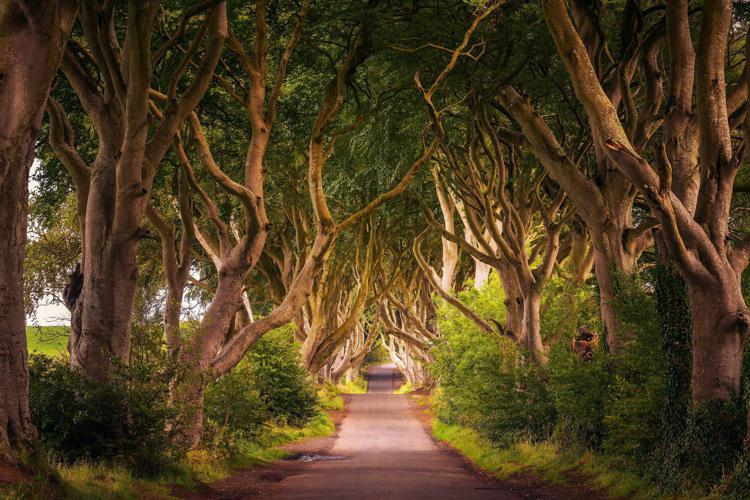 Dark Hedges in Irlanda