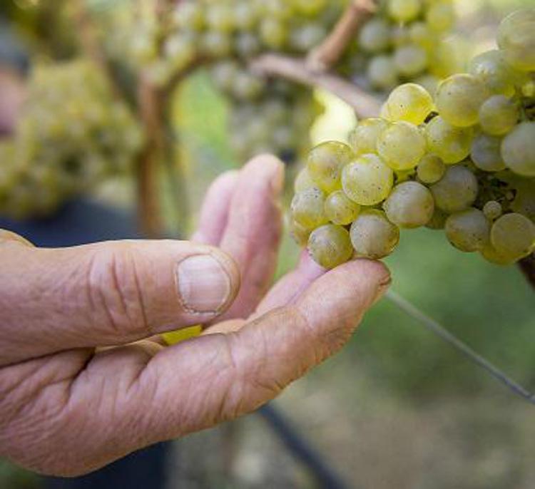 Vendemmia, al via in Alto Adige dopo un’estate difficile