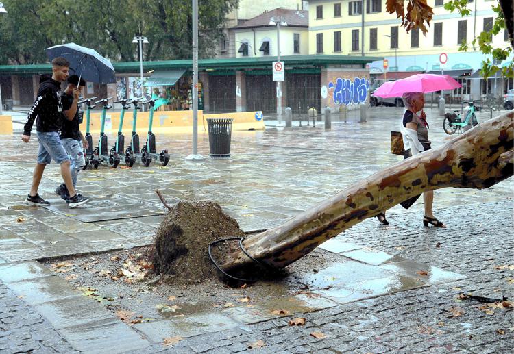 Pioggia su Milano e un alberto crollato - (Fotogramma)