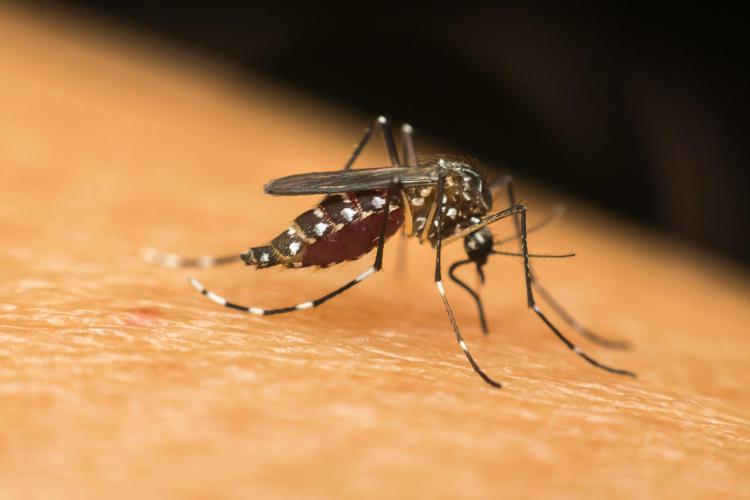 Dengue, la zanzara tigre si risveglia. 