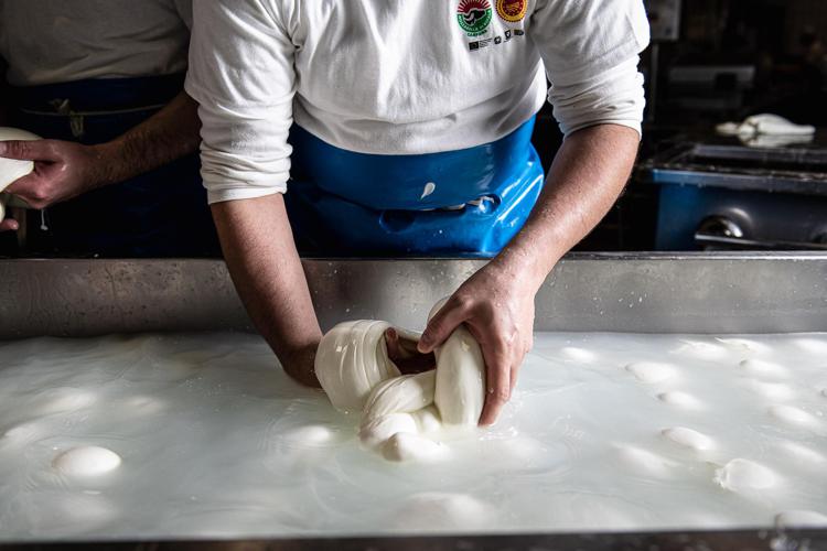 Sostenibilità, per ogni kg di mozzarella dop sottratti 52 kg di Co2 dall’ambiente