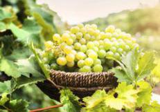 Sicilia, Fedagricoltura: