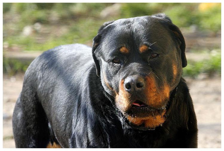 Un rottweiler