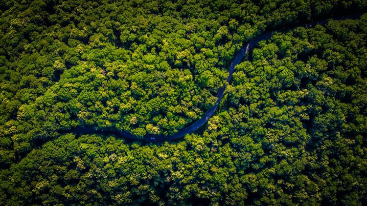 Foresta amazzonica