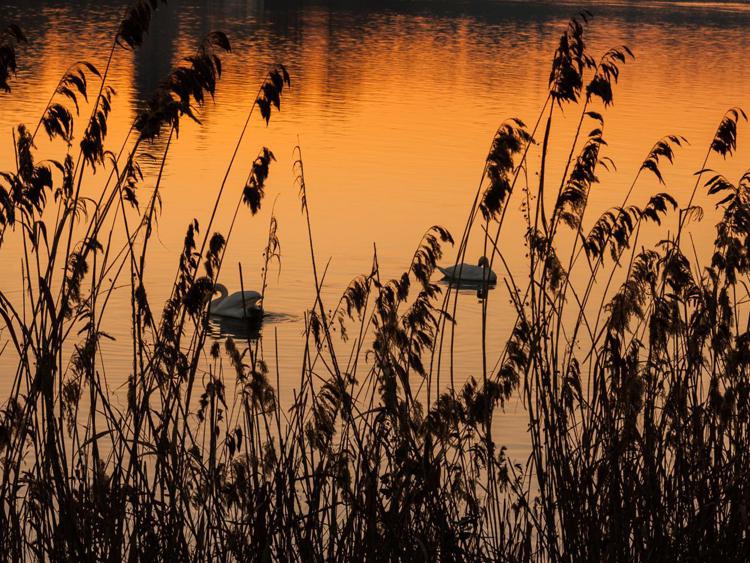 Rischi ambientali e biodiversità - Fotolia