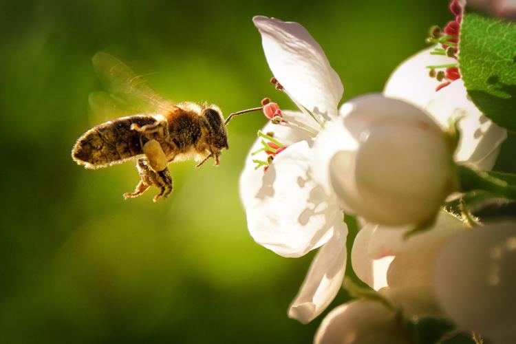 Ape vola su fiore - Canva