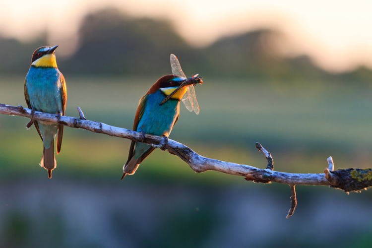 Biodiversità