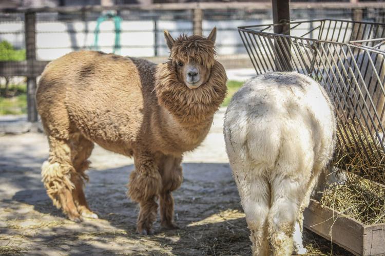 Alpaca (Fotogramma/Ipa)