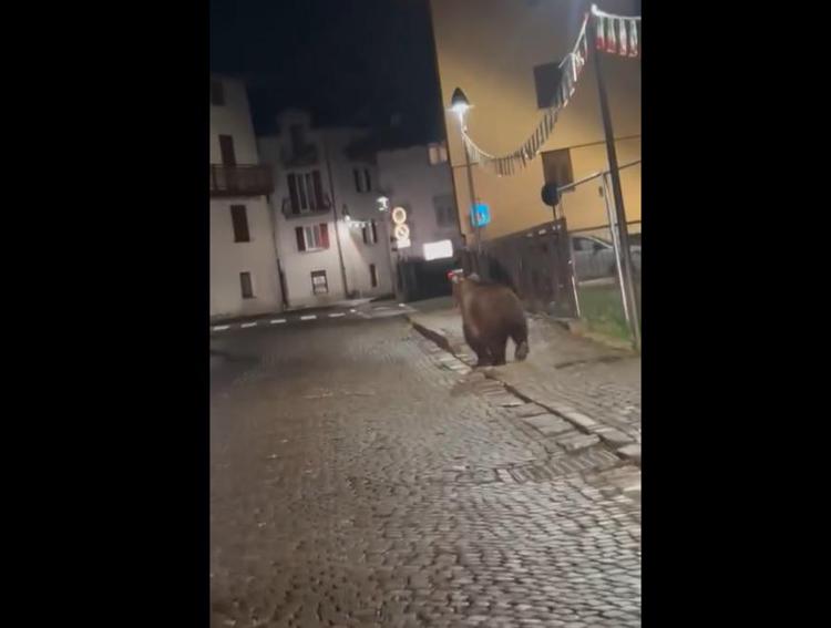 Trento, l'orso si aggira per Malè dopo la festa della scuola - Video