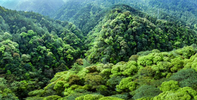 Primary evergreen broadleaf forest in Qianjiangyuan