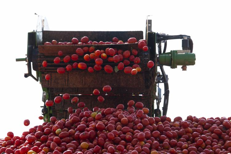 Pomodoro e basilico made in Italy, al via stagione del raccolto Barilla