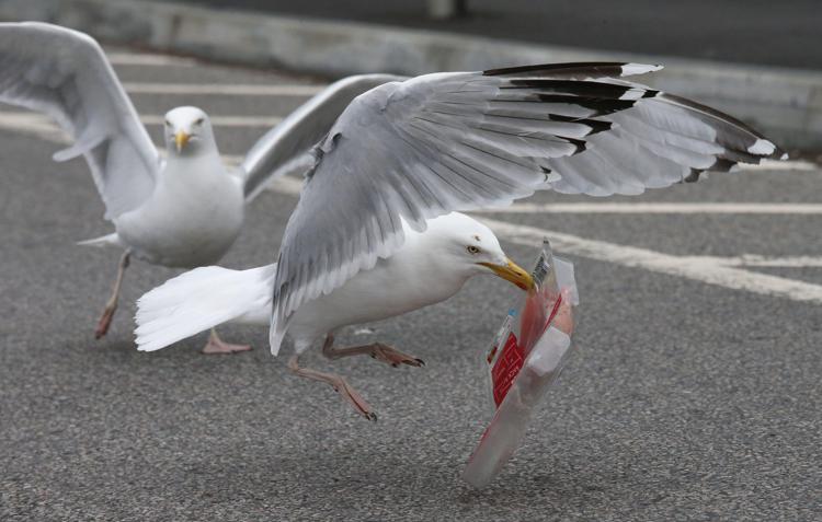 Gabbiani 'in azione'