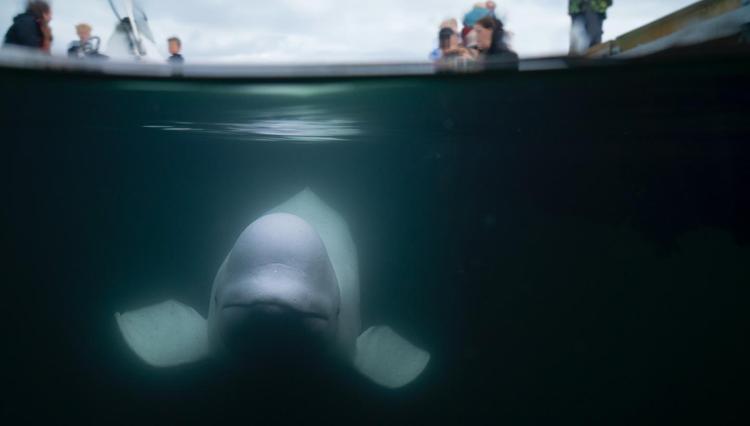 La balena beluga Hvaldimir