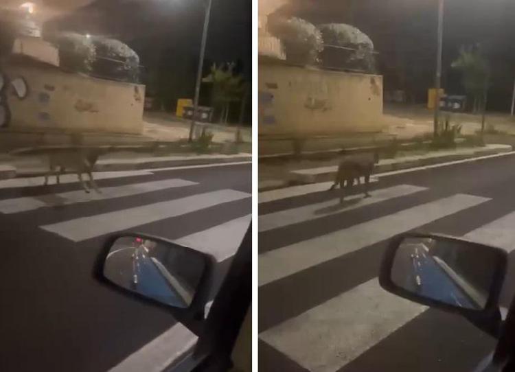 Lupo avvistato a Roma