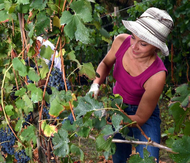 Vendemmia nell'Oltrepo' pavese (Fotogramma)