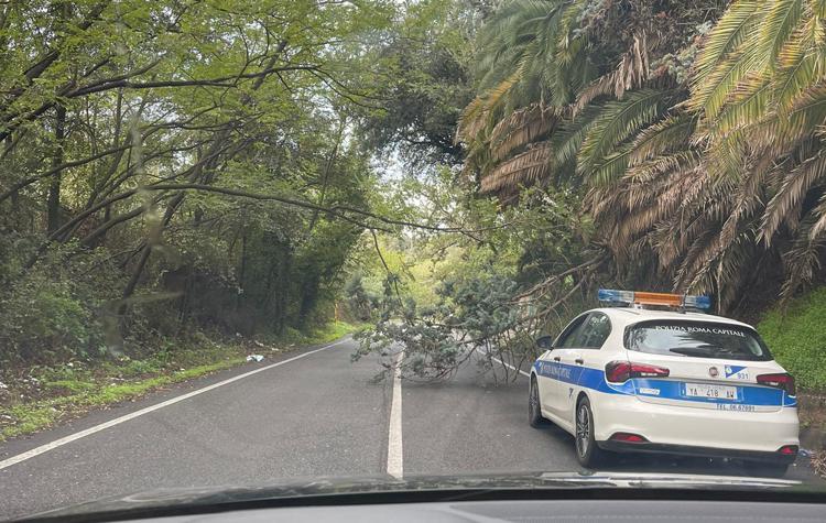 Alberi caduti a Roma sulla Portuense