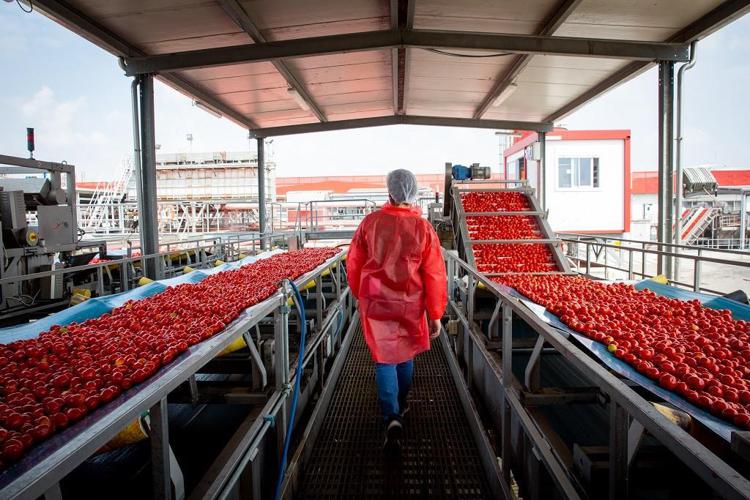 Pomodoro: Mutti eroga 7 mln di incentivi a filiera agricola nell’annata più difficile di sempre