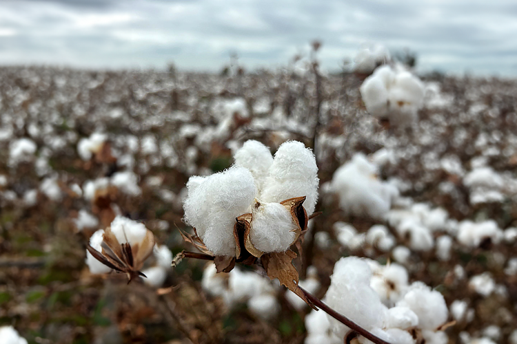 ECA Tre anni e quasi 200 milioni di europei interessati: il successo della campagna di EUCOTTON riporta il settore europeo del cotone sotto i riflettori