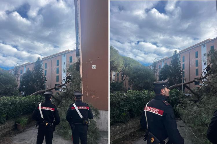 L'albero caduto a San Basilio, Roma