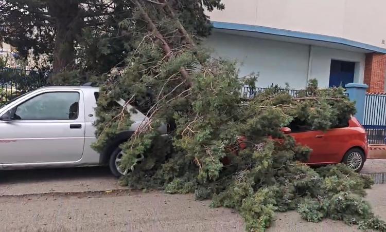 Alberi caduti in Sicilia per il forte vento - Agenzia Fotogramma