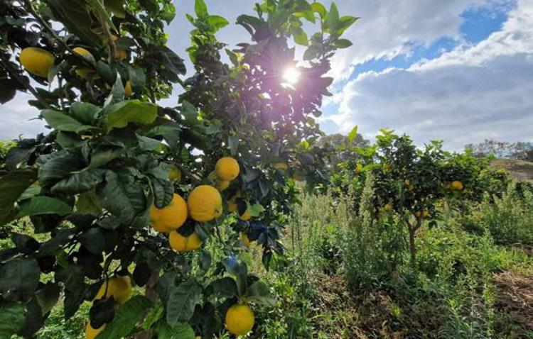 Calabria, Federimprese Europa e Confed. naz. esercenti pro riconoscimento bergamotto dop