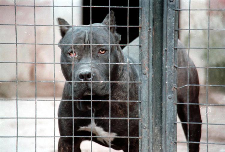 Aggressione pitbull, il veterinario: 