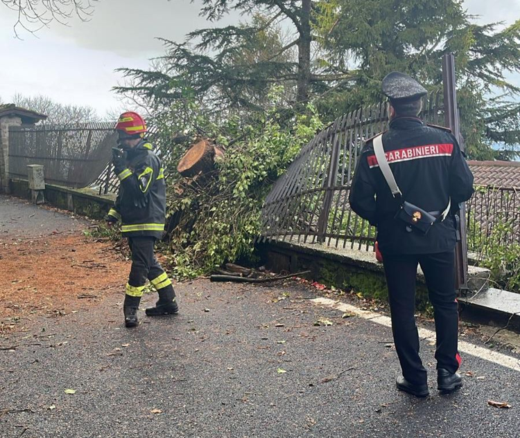 L'albero caduto a Rocca di Papa, Roma - Carabinieri