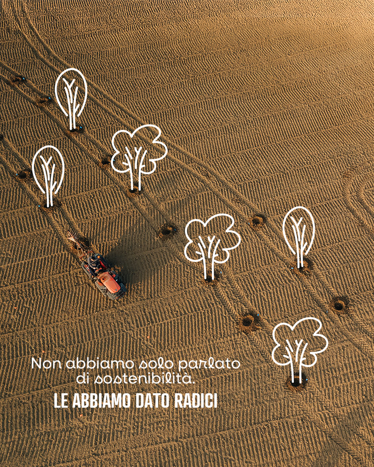 Rispetto per l’ambiente e rimboschimento:Kioene piantuma un nuovo bosco a Campodarsego