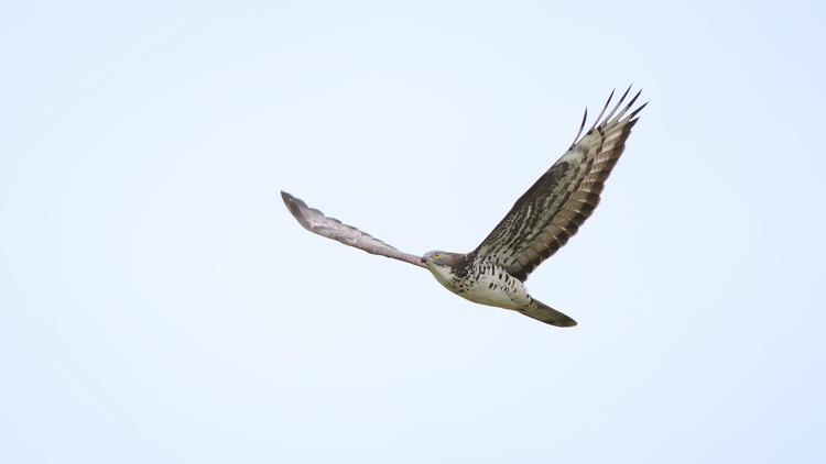 fotografia: falco pecchiaiolo, di Marco De Silvi