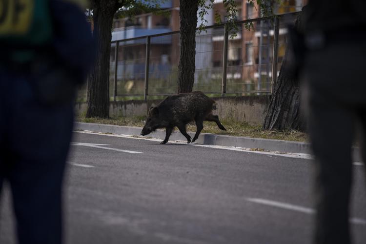 Un cinghiale in strada - Ipa