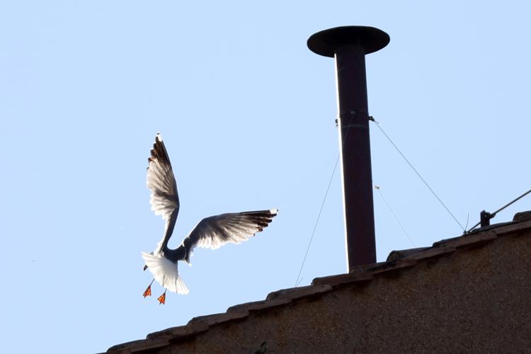 Un gabbiano  sul tetto della Cappella Sistina - Ipa