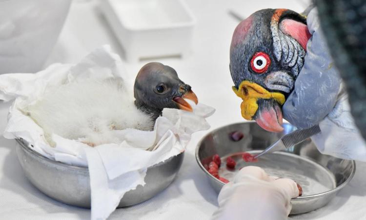 E' nato un avvoltoio 'Papa' al Bioparco di Roma, è la prima volta