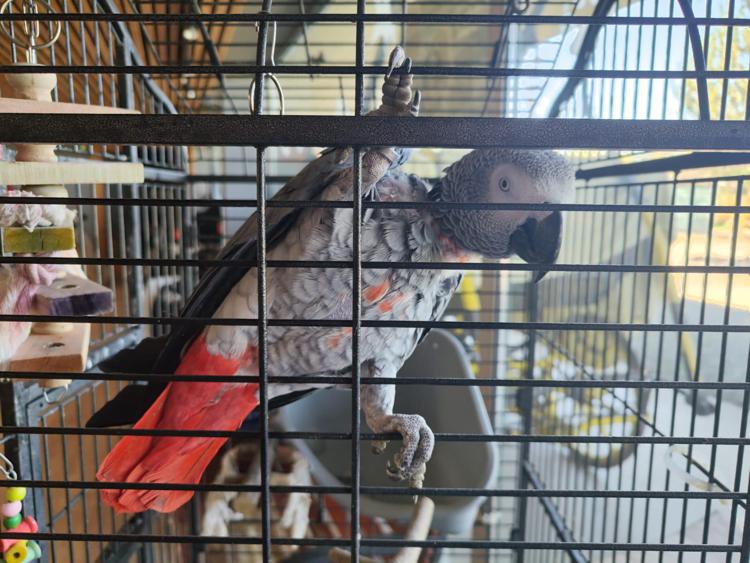 Pappagallo Gino - Gruppo CC Forestale di Milano e Monza