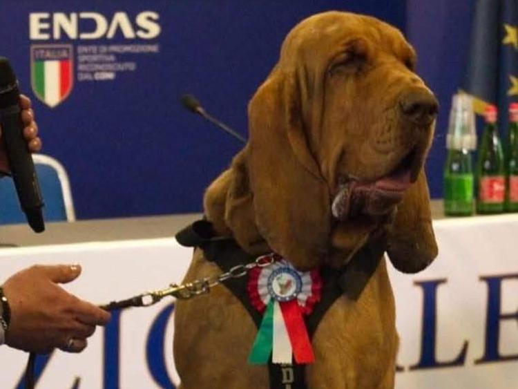 Il cane eroe Bruno (Foto dal profilo Fb di Arcangelo Caressa, direttore tecnico nazionale settore cinofilia e cinotecnica dell'Endas)