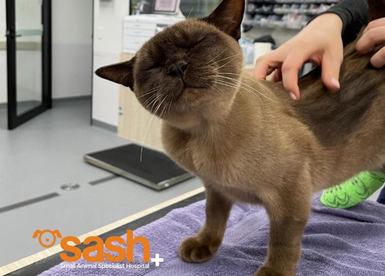Il gatto Pablo - Facebook / SASH - Small Animal Specialist Hospital