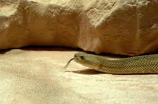 Un serpente (Fotogramma/Ipa)