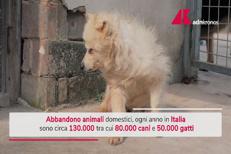 Abbandono di cani e gatti in Italia: i numeri, cosa si rischia