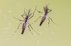 Due zanzare Aedes aegypti (Ipa)
