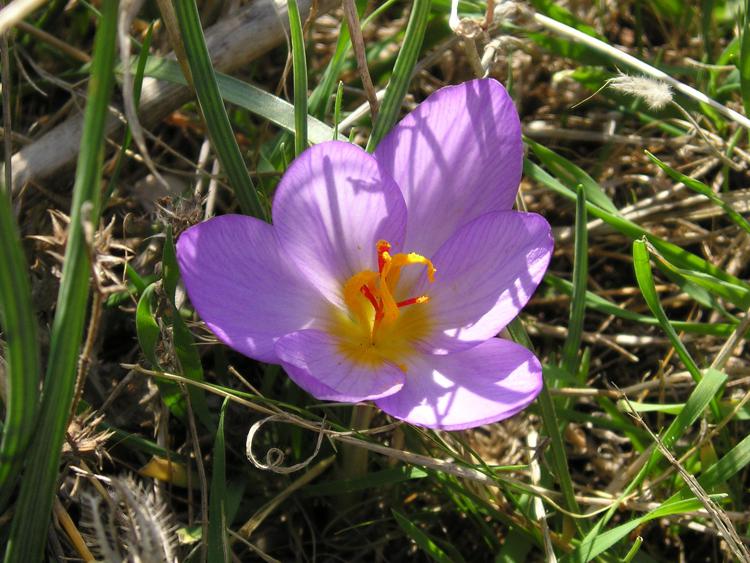 Zafferano dell'Aquila Dop: 