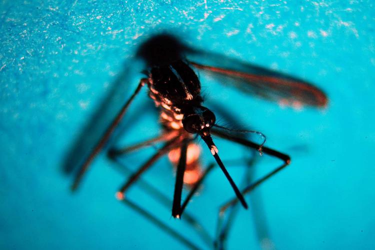 West Nile - FOTOGRAMMA
