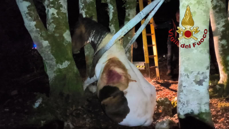 Animali, cavallo incastrato tra due alberi in bosco vicino Roma: salvato da vigili fuoco