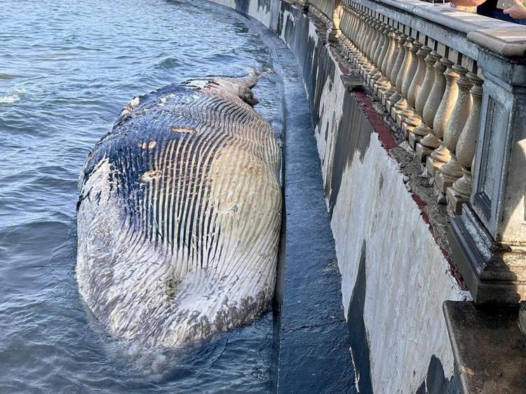 La balenottera spiaggiata a Livorno