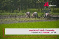 Coldiretti: con dazi agevolati import riso da Asia quintuplicato