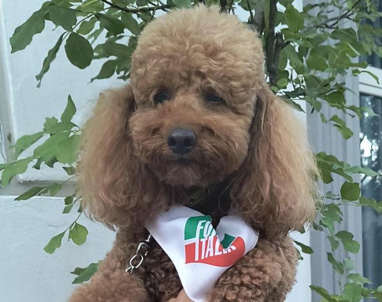 Tobia, il barboncino acchiappavoti di Fi. Foto Adnkronos